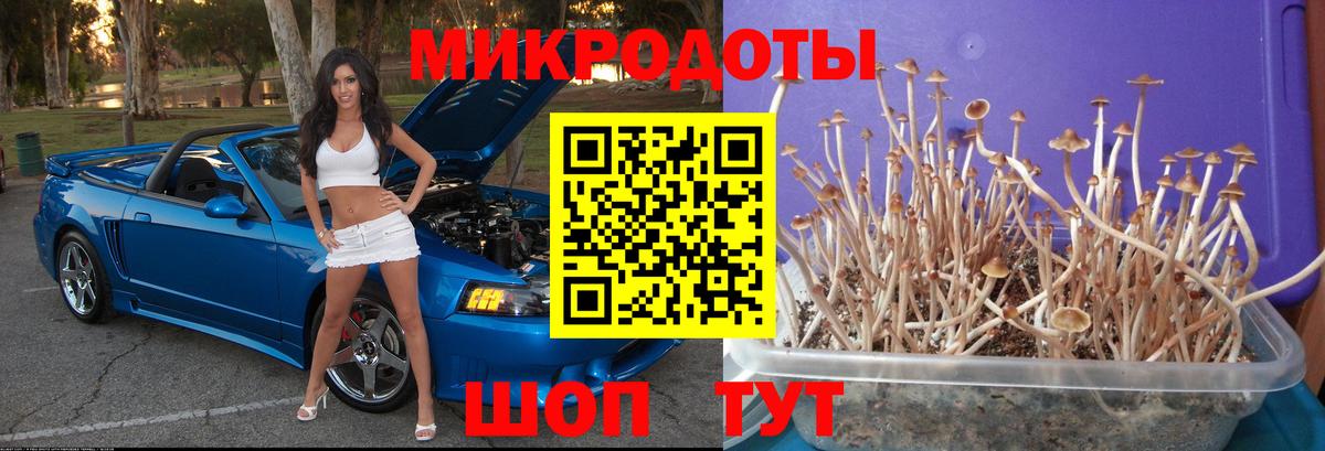 Псилоцибиновые грибы мицелий Искитим