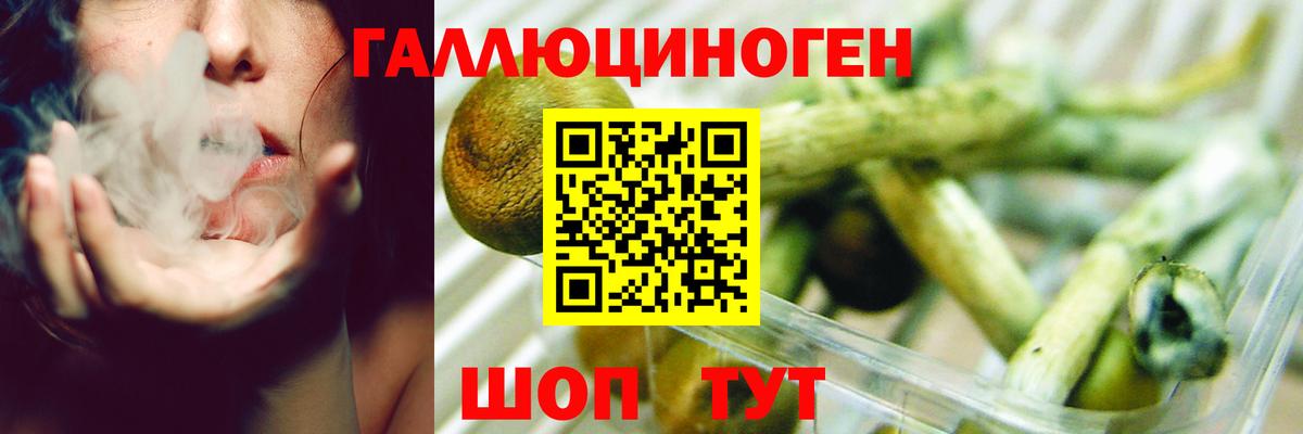 Искитим  Галлюциногенные грибы Cubensis  Вход с VPN 